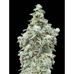 Cherry Pie Fem Advanced Seeds