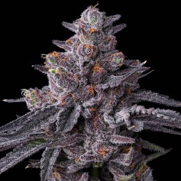 Zillions | Barney's Farm