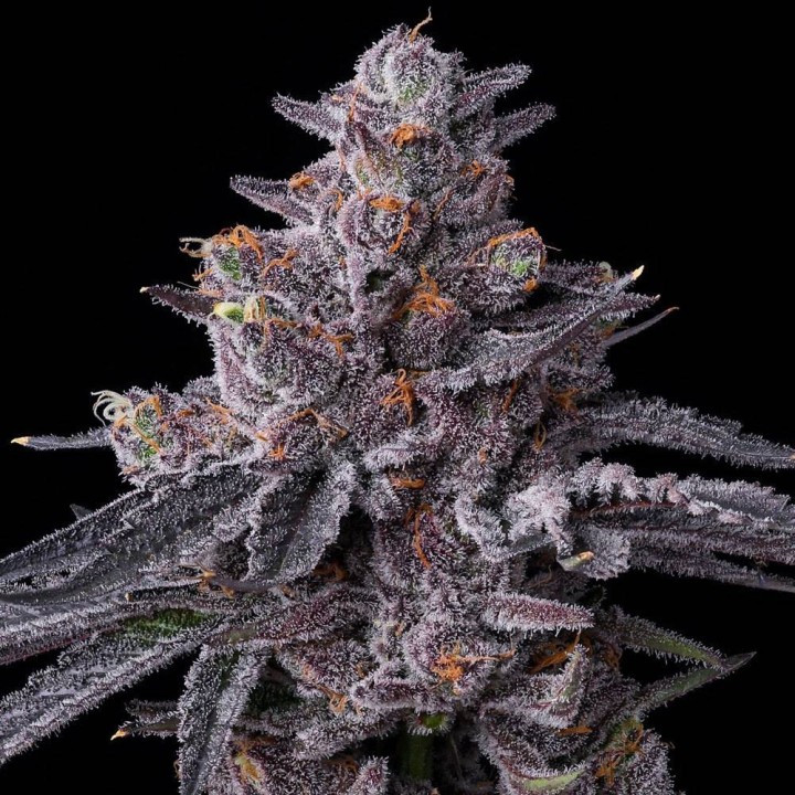 Zillions | Barney's Farm