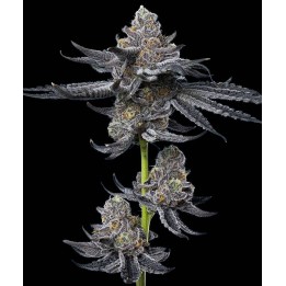 LFG Strain | Barney's Farm