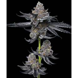 Lfg Strain