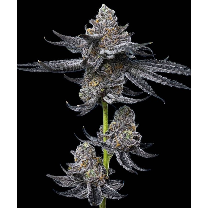 LFG Strain | Barney's Farm