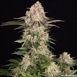 AK Barney's Farm