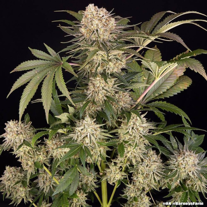 AK Barney's Farm
