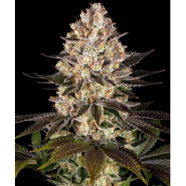Hindu Kush | Barney's Farm