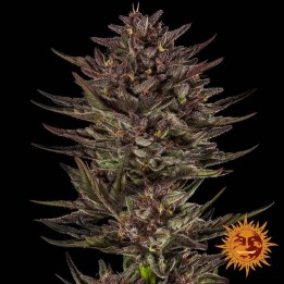 Frosted Zinn X Cookie Dog | Barney's Farm