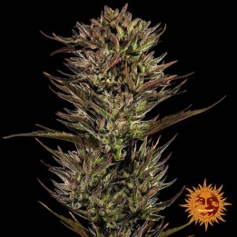 Thin Mint X Sour Pinot Auto | Barney's Farm