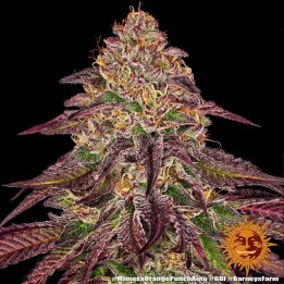 Mimosa X Orange Punch Auto | Barney's Farm