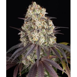 Gary Payton Feminizada | Barney's Farm