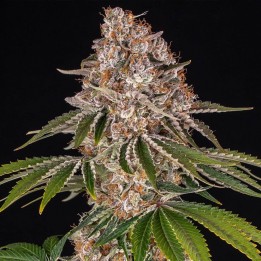 Cookies Casket Fem | Barney's Farm