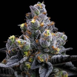 Garlic Cookies | Barney's Farm
