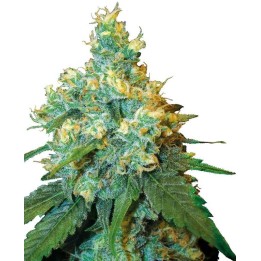 Jack Herer Regular | Sensi Seeds | Semillas Regulares | Precio ☑️