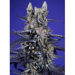 Super Boof XL Auto | Sweet Seeds