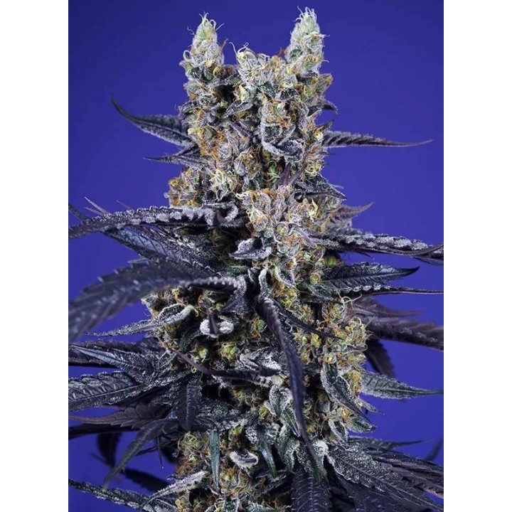 Super Boof XL Auto | Sweet Seeds