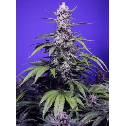 Permanent Marker XL Auto | Sweet Seeds