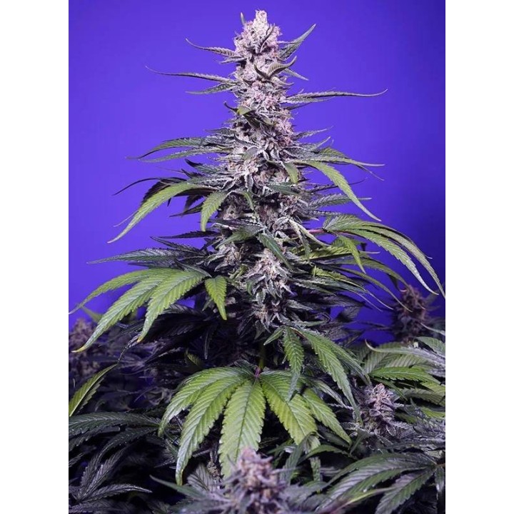Permanent Marker XL Auto | Sweet Seeds