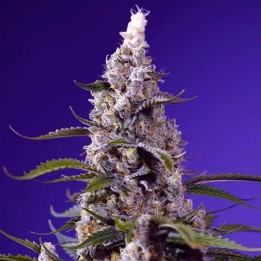 Banana Cream Cake XL Auto | Sweet Seeds