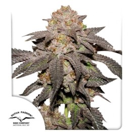 Kingston Punch | Dutch Passion