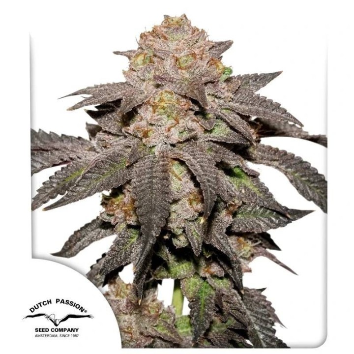 Kingston Punch | Dutch Passion