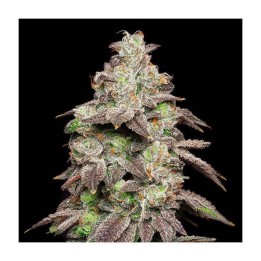 Fried Banana | Cookies Seed Bank