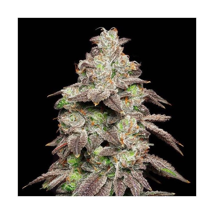 Fried Banana | Cookies Seed Bank