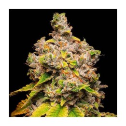 Lemon Cherry Sherb | Cookies Seed Bank