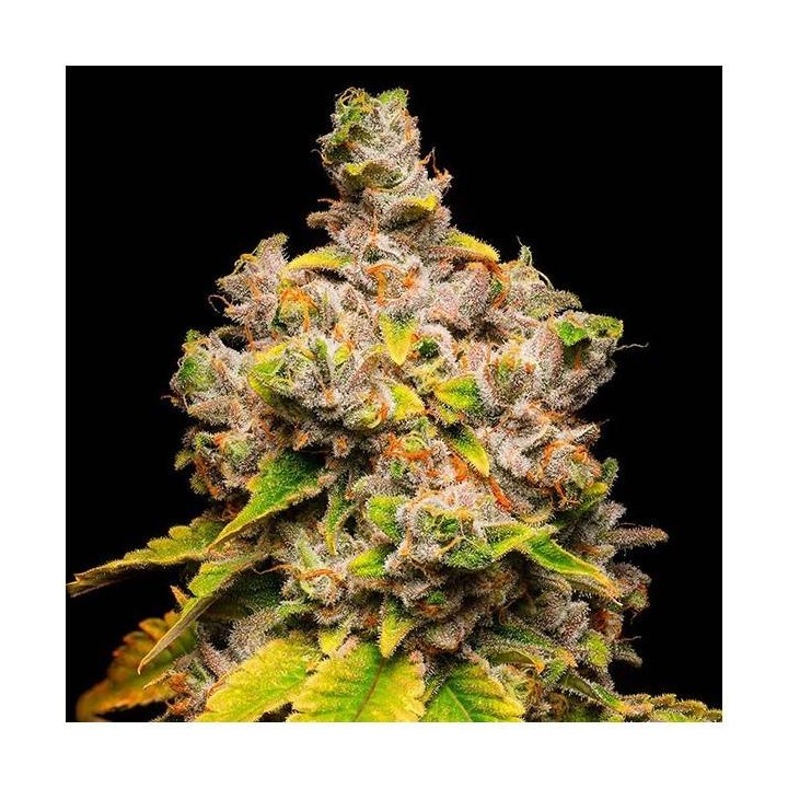 Lemon Cherry Sherb | Cookies Seed Bank