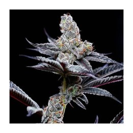 Mind Fuck | Cookies Seed Bank