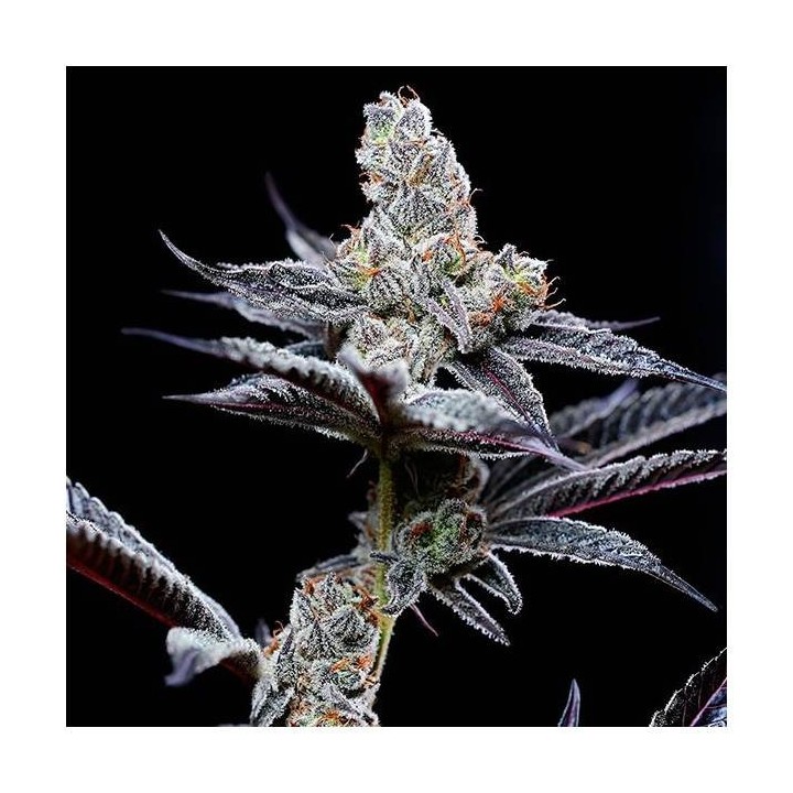 Mind Fuck | Cookies Seed Bank