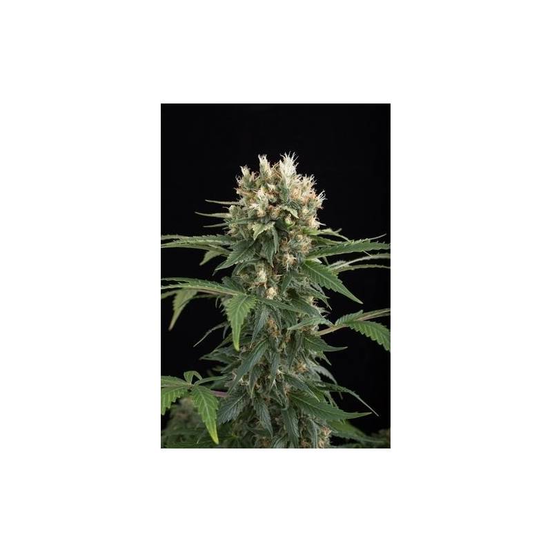 Blue Thai Feminizada de Dinafem Blue Thai Feminizada de Dinafem