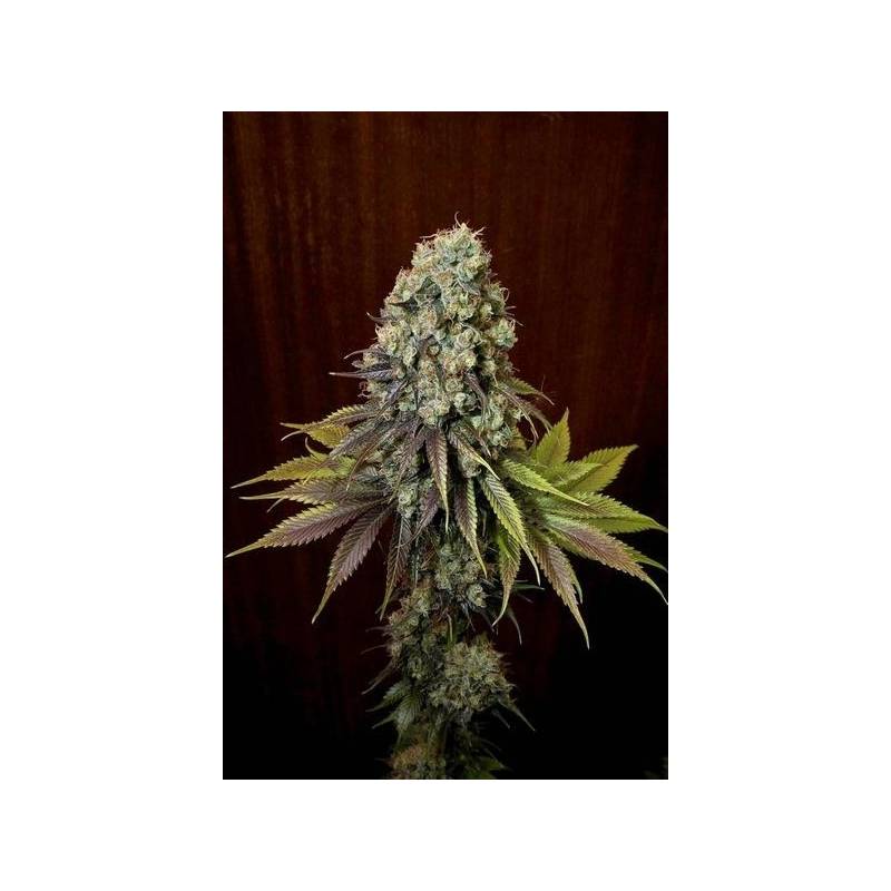 Blue Hash Feminizada de Dinafem Blue Hash Feminizada de Dinafem