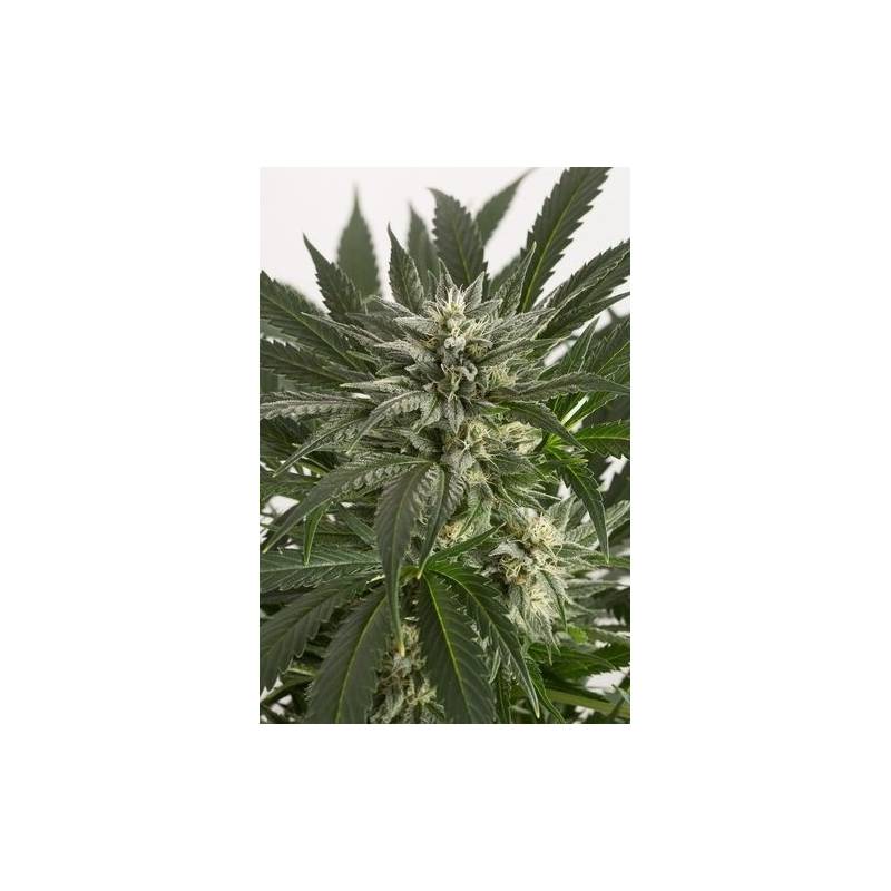 Blue Critical Autofloreciente Feminizada de Dinafem Blue Critical Autofloreciente Feminizada de Dinafem
