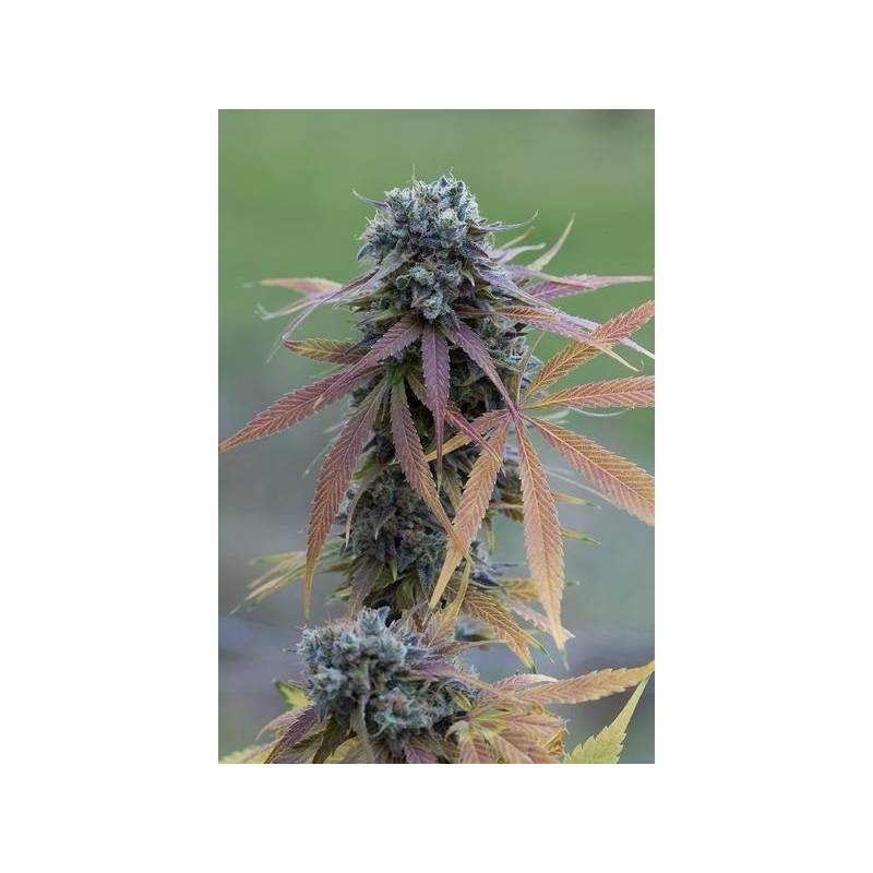 Blue Kush Autofloreciente Feminizada de Dinafem Blue Kush Autofloreciente Feminizada de Dinafem