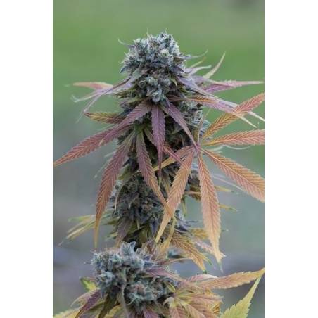 Blue Kush Auto DINAFEM Blue Kush Auto DINAFEM