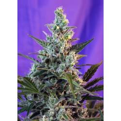 Sweet Skunk F1 Fast Version Feminizada de Sweet Seeds