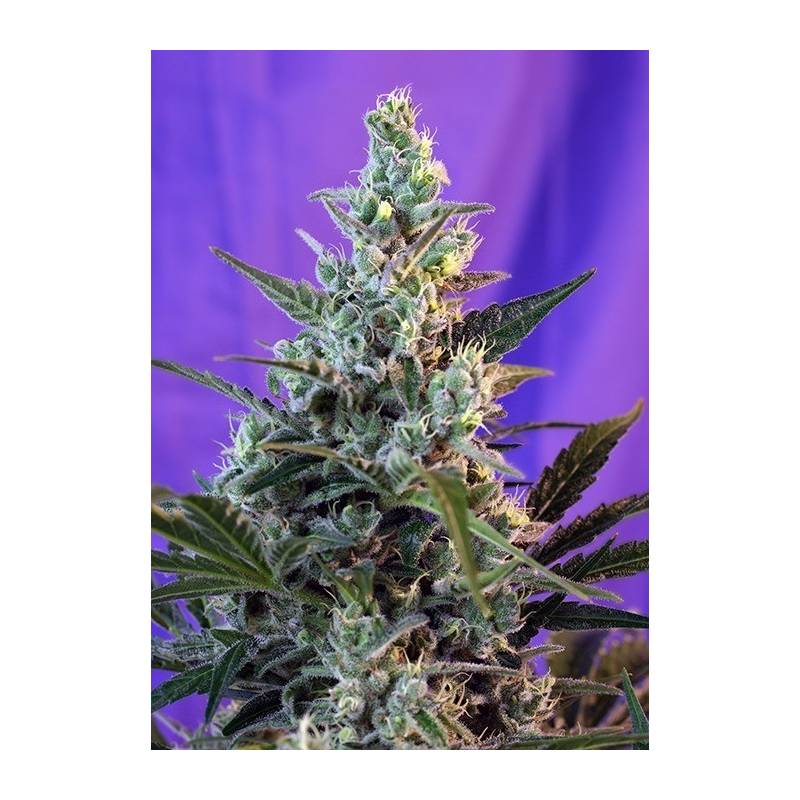 Sweet Skunk F1 Fast Version Feminizada de Sweet Seeds