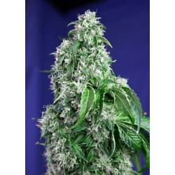 Big Devil F1 Fast Version Feminizada de Sweet Seeds