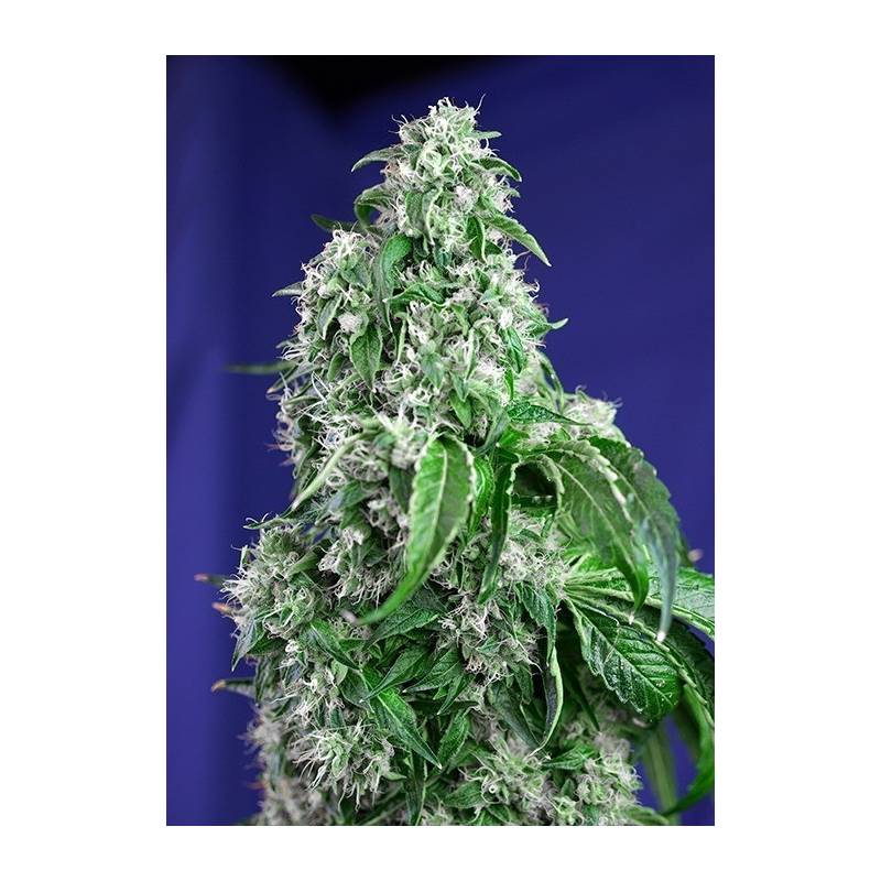 Big Devil F1 Fast Version Feminizada de Sweet Seeds