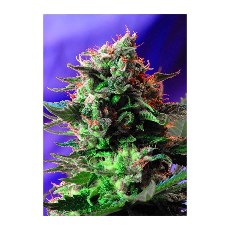 Jack 47 F1 Fast Version SWEET SEEDS Jack 47 F1 Fast Version SWEET SEEDS