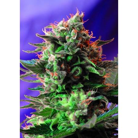 Jack 47 F1 Fast Version SWEET SEEDS Jack 47 F1 Fast Version SWEET SEEDS