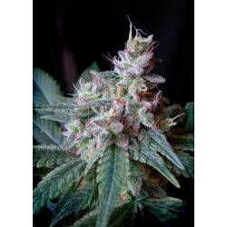 Cream Caramel F1 Fast Version SWEET SEEDS