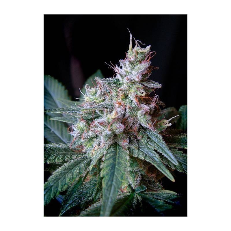 Cream Caramel F1 Fast Version SWEET SEEDS Cream Caramel F1 Fast Version SWEET SEEDS