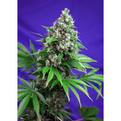 Killer Kush F1 Fast Version Feminizada de Sweet Seeds