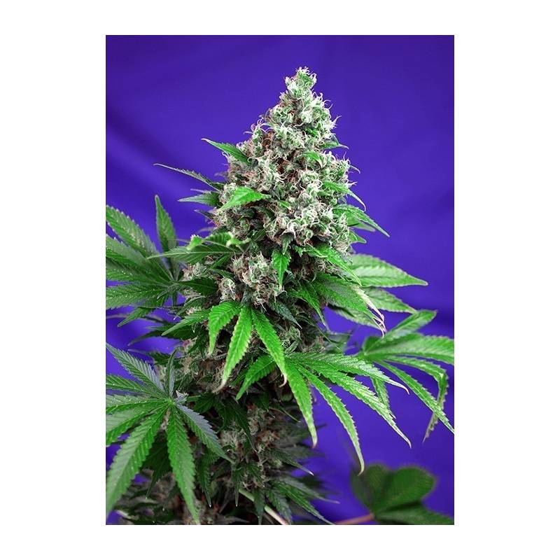 Killer Kush F1 Fast Version Feminizada de Sweet Seeds Killer Kush F1 Fast Version Feminizada de Sweet Seeds