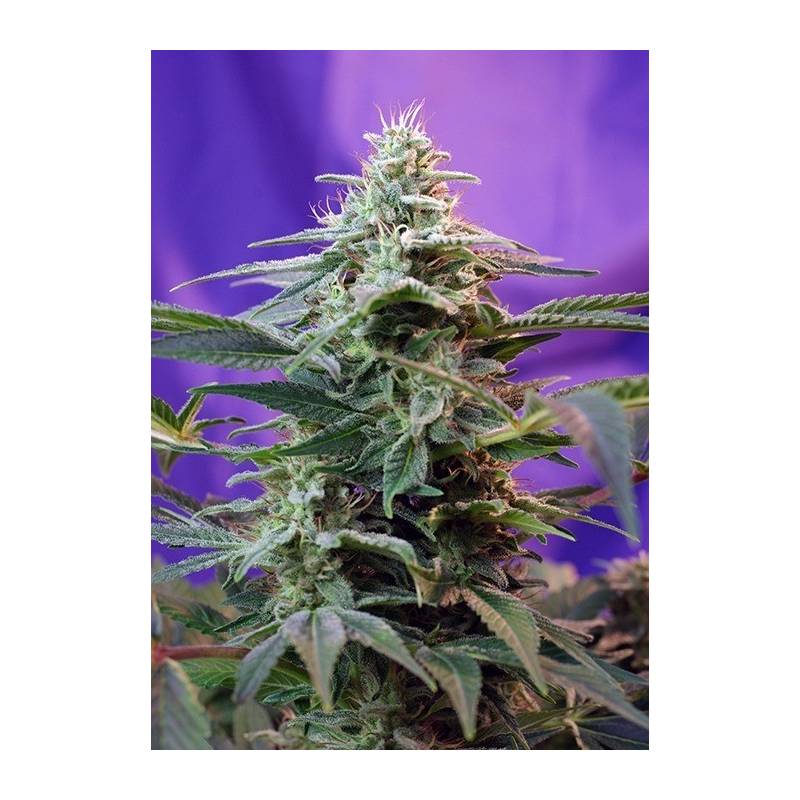 Sweet Special F1 Fast Version Feminizada de Sweet Seeds