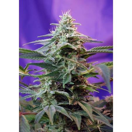 Sweet Special F1 Fast Version SWEET SEEDS Sweet Special F1 Fast Version SWEET SEEDS