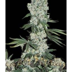 7th Wave Feminizada de Super Strains