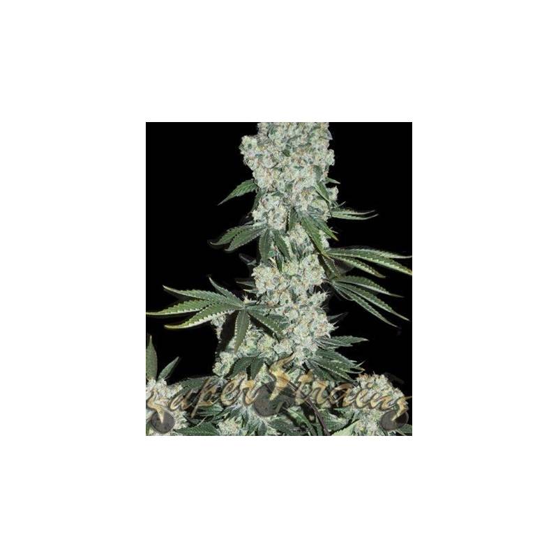 7th Wave Feminizada de Super Strains