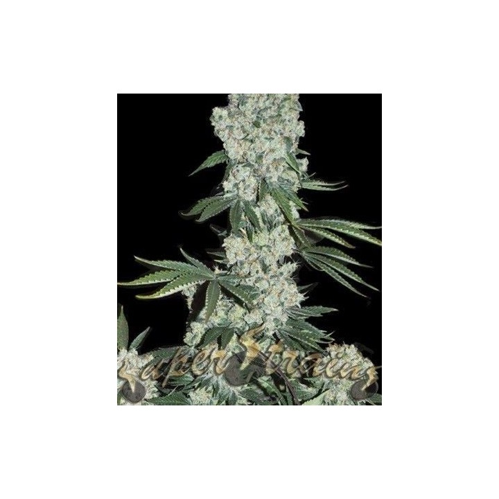 7th Wave Feminizada de Super Strains