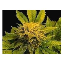Afghan Delight Regular de Soma Seeds